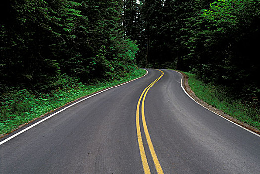 公路,通过,树林,威勒米特国家公园,俄勒冈,美国