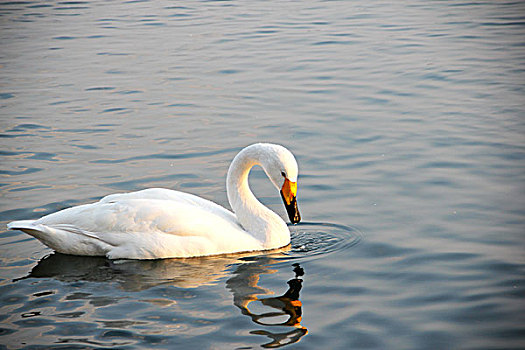一只白色的天鹅在湖面上