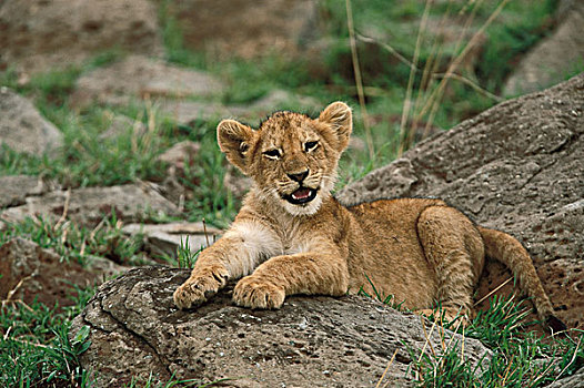非洲狮,狮子,幼兽,马赛马拉国家保护区,肯尼亚