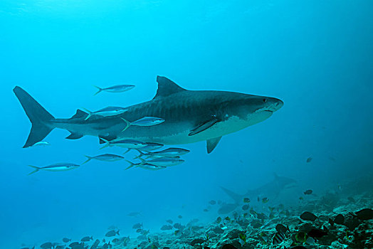 虎鲨,鼬鲨,环礁,印度洋,马尔代夫,亚洲