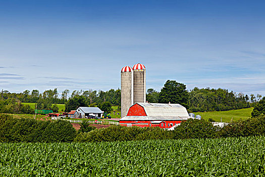 玉米田,谷仓,靠近,特鲁罗,新斯科舍省,加拿大