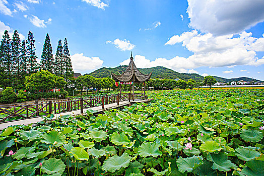 上林,农庄,荷花池,夏天,荷叶,生态,乡村,农家乐