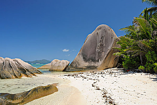 石头,棕榈树,拉迪格岛,塞舌尔