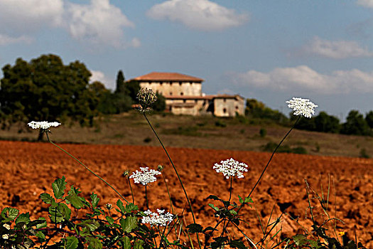 白色,野花,土壤,锡耶纳,托斯卡纳,农舍,靠近,意大利