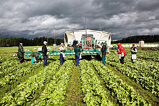 农民,地点,卷心菜,芬兰