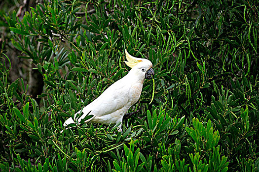 美冠鹦鹉,成年,鸟,树,寻找,食物,澳大利亚