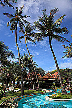 印度尼西亚,巴厘岛,沙努尔,游泳池,棕榈树