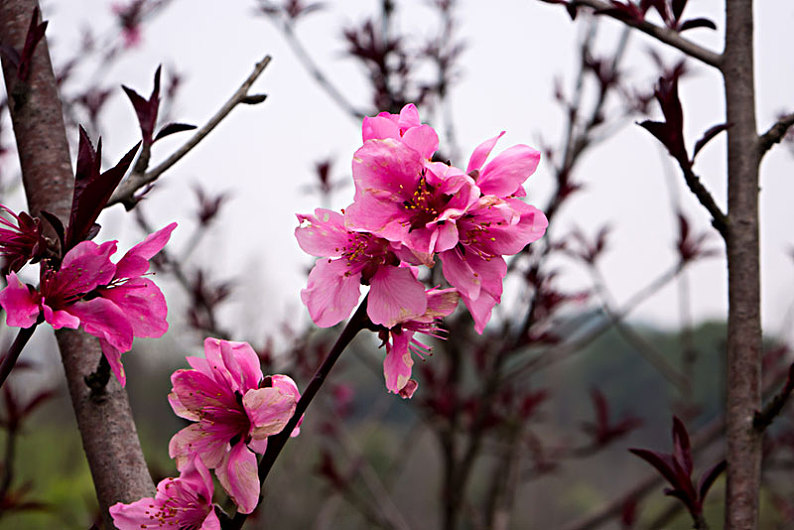 桃花_碧桃_高清圖片_全景視覺