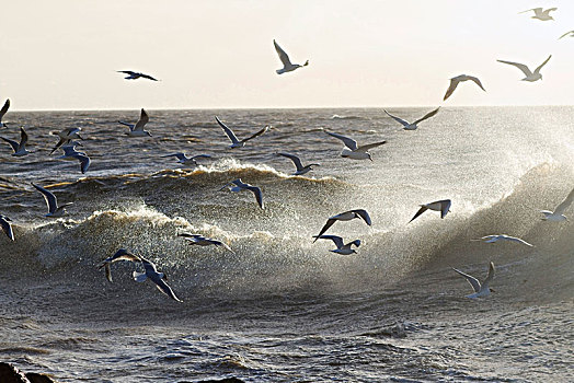 海鸥,飞跃,波浪