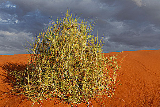 纳米比亚,国家公园,沙漠,植被,沙丘