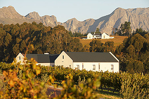 风景,葡萄园,房子,葡萄酒,南非