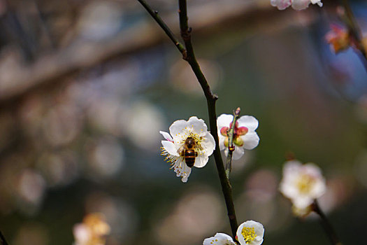 桃花,蜜蜂