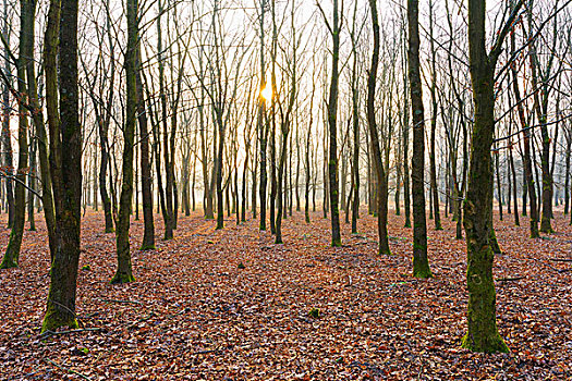 橡树,冬天,日出,黑森州,德国
