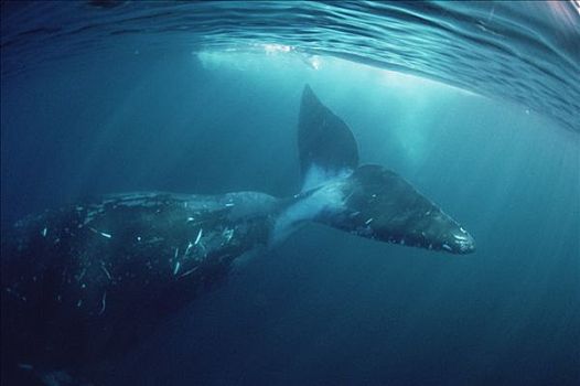 弓头鲸,巴芬岛,加拿大