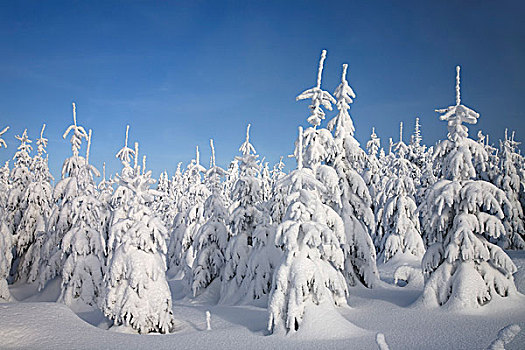 冬日树林,积雪,云杉,树,矿,山,捷克共和国,欧洲