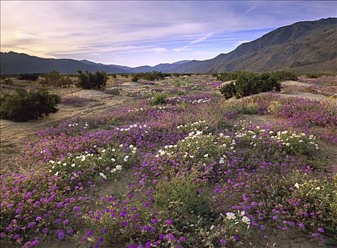 沙子,马鞭草属植物,樱草花,盛开,安萨玻里哥沙漠州立公园,加利福尼亚