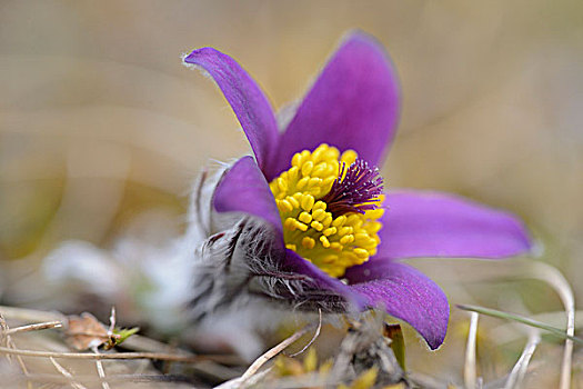 白头翁花,巴伐利亚,德国,欧洲