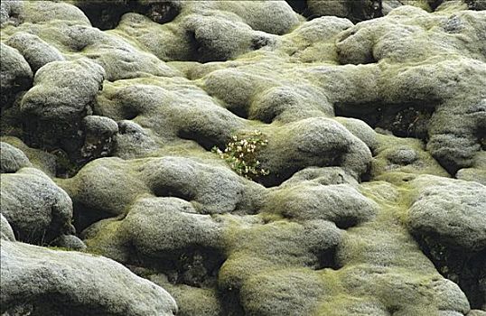 熔岩原,苔藓密布,火山岩,帽,西部,冰岛,欧洲