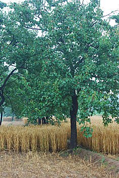 河北涞水麦田和杏树