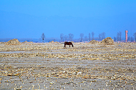 冬季农田里的玉米秆草垛和远处的马