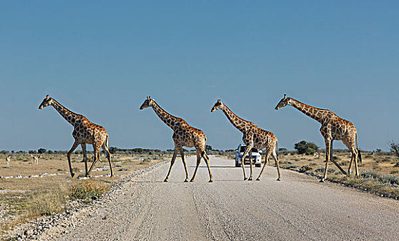四个,长颈鹿,埃托沙国家公园,纳米比亚