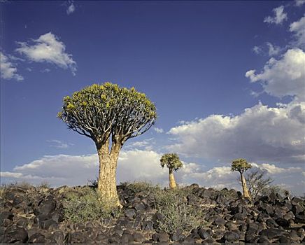 箭筒树,靠近,基特曼斯胡普,纳米比亚