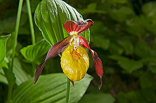 芍兰,兰花