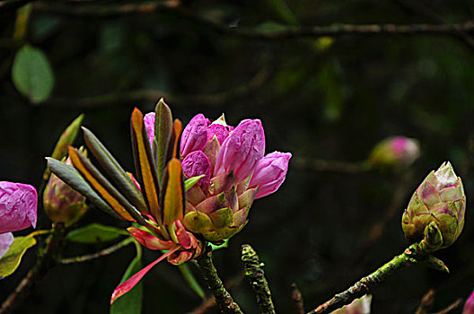 高山杜鹃花