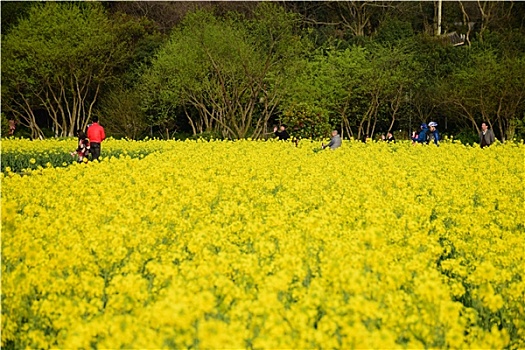 杭州八卦田油菜花