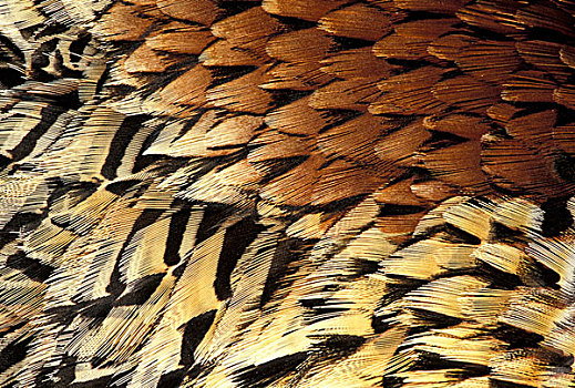 环颈雉,羽毛,设计