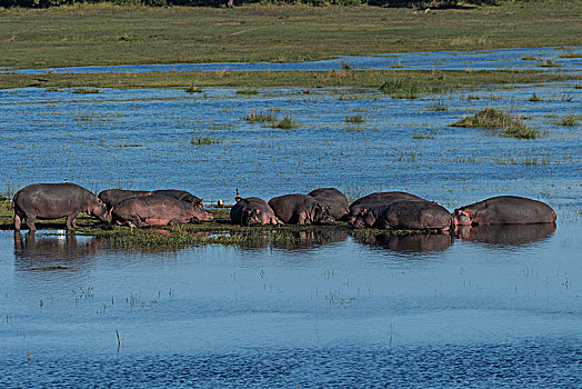 河马,群,躺着,岛屿,湿地,公园,南非,非洲