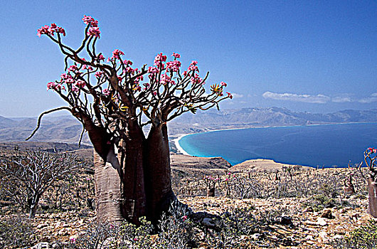 也门,索科特拉岛,悬崖,西部,岛屿