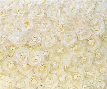 白色蔷薇,背景