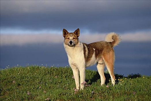 家犬,狗,半岛,西伯利亚