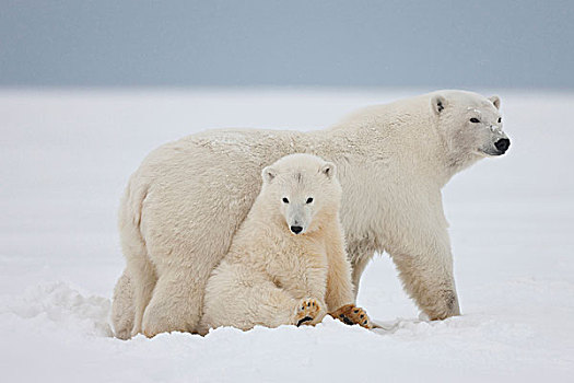 雌性,北极熊,坐,一起,冰,海岸线,北方,阿拉斯加