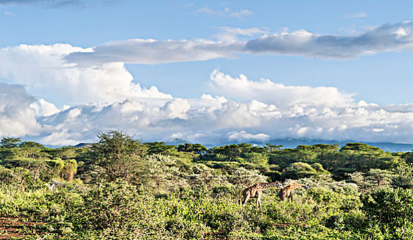 山,风景,国家公园,肯尼亚,非洲,大幅,尺寸