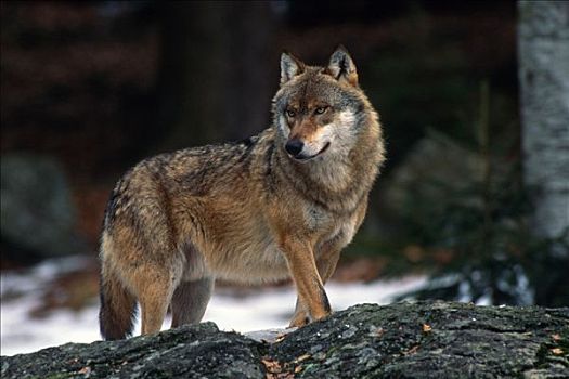 灰狼,大灰狼,狼,巴伐利亚森林国家公园,巴伐利亚,德国,欧洲