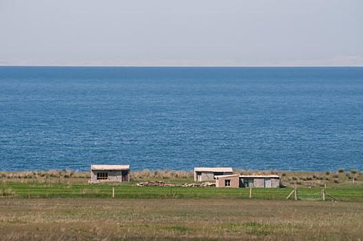 中国青海省青海湖夏天油菜花开放的美景