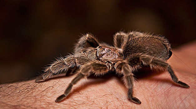 蜘蛛,手臂,艾伯塔省,加拿大