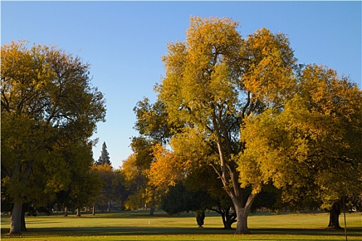 高尔夫球场,秋天,榆树,树