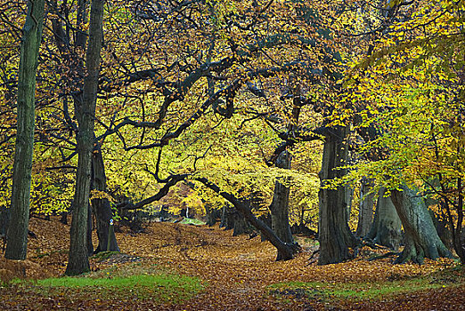 英格兰,赫特福郡,秋叶,地毯,树林,地面