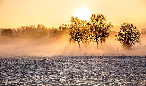 早晨,冬季风景,勃兰登堡,德国,欧洲