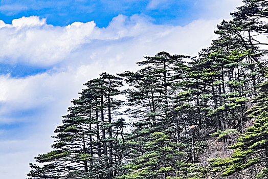 安徽省黄山市黄山风景区松树自然景观