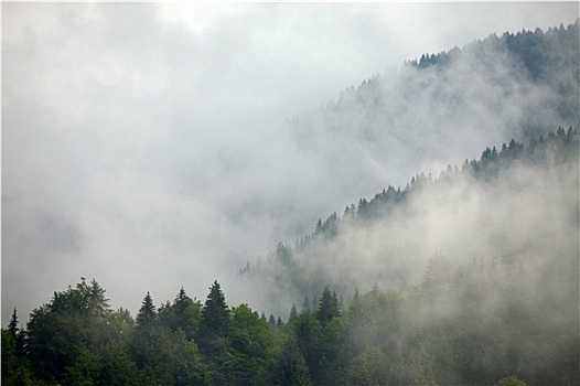 雾状,树林