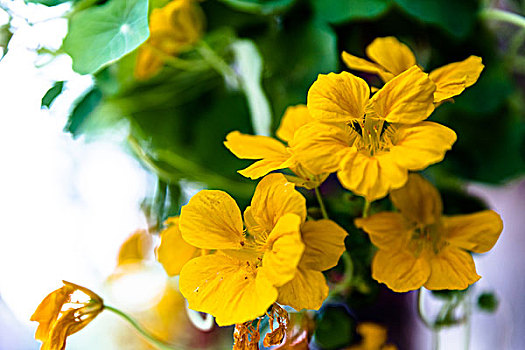 旱金莲花,旱荷花,盆栽花卉,nasturtium,flower