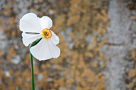 特写,水仙,花