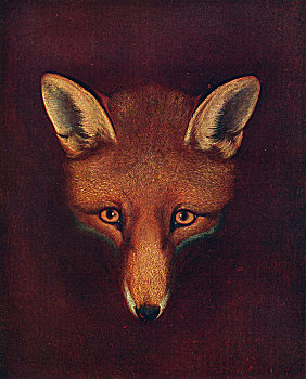 狐狸,艺术家