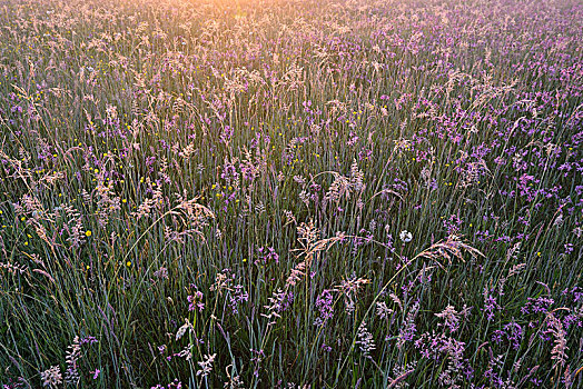 草地,剪秋罗,早晨,亮光,生物保护区,靠近,萨克森,德国,欧洲
