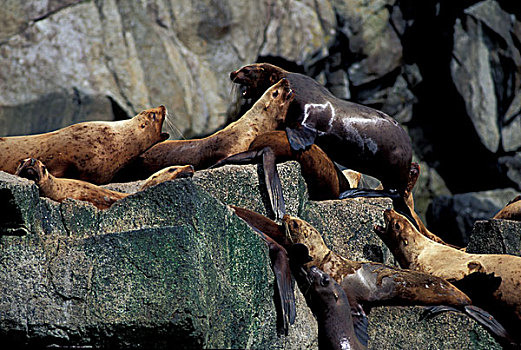 阿拉斯加,海狮,岩石,奇奈峡湾国家公园