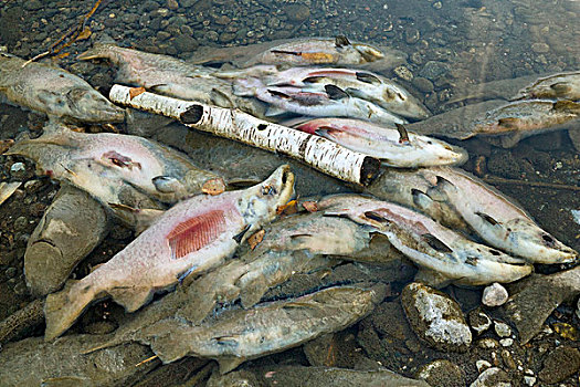 红大马哈鱼,红鲑鱼,脱色,畜体,堤岸,亚当斯河,产卵,省立公园,不列颠哥伦比亚省,加拿大